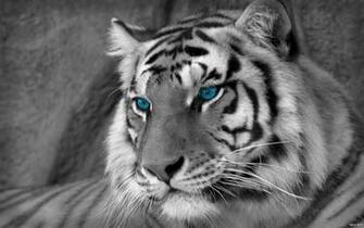 Wallpaper HD iPhone White Tigers Tiger Lion Full Pics