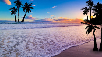 Palm Tree Beach Wallpaper
