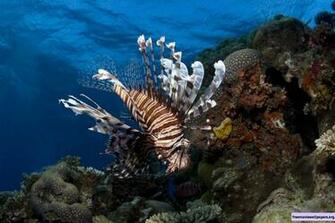 Under The Sea 3d Wallpaper Moallpapers Org