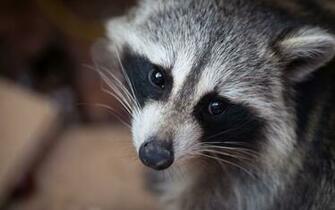 Superior Wallpaper Elegant Raccoon Background