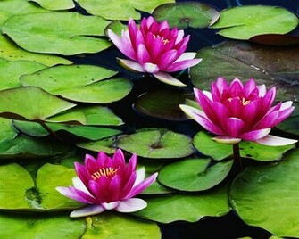 Lily Pads Wallpaper Hq Desktop Hqwalls4u