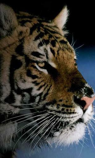 The Amazing Cool Neon Tiger Live Wallpaper Get It For