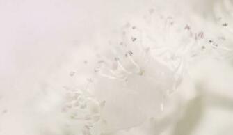 Natural Organic Cosmetics Dr Hauschka Nature S