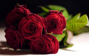 Rose Wallpaper