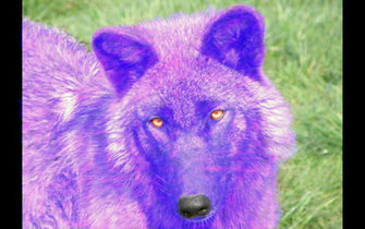 Psychedelic Wolf Wallpaper By Skunk