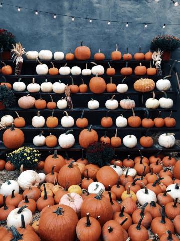 Pumpkin Patch iPhone Wallpaper Spooky That