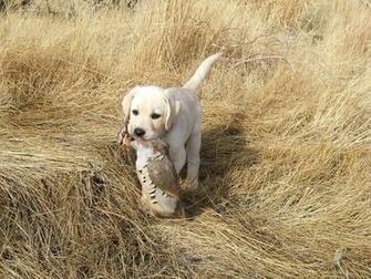 Hunting Dog Wallpaper