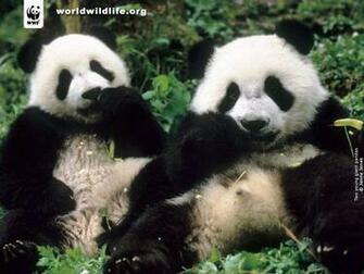 Wwf Wallpaper