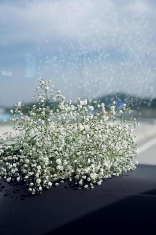 Best Babys Breath Pictures Image