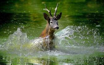 Deer Wallpaper