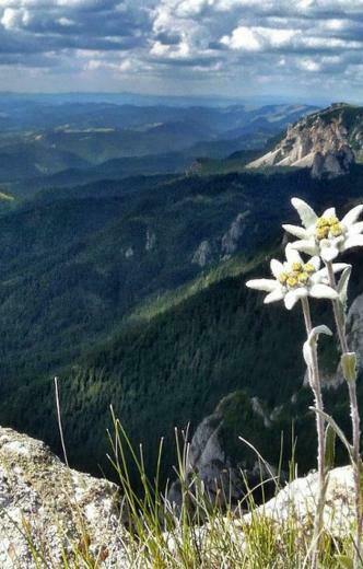 Edelweiss Wallpaper HD