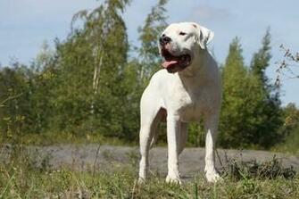 Dogo Argentino Wallpaper HD