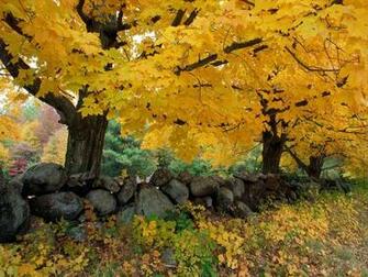 Wallpaper Id Autumn Yellow Trees Resolution Px