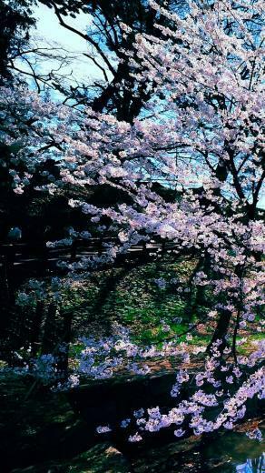 Cherry Blossom Trees iPhone 5s Wallpaper