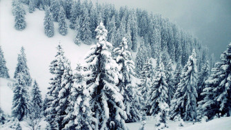 Winter Trees Wallpaper
