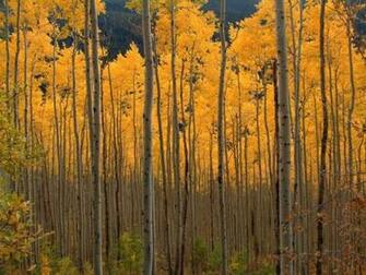 Cluster Of Aspen Trees Wallpaper