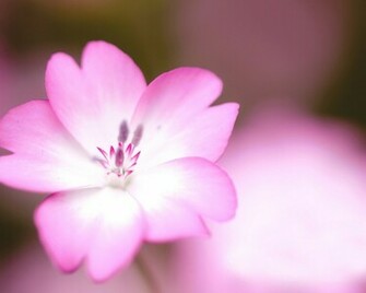 Pink Flower Desktop Wallpaper