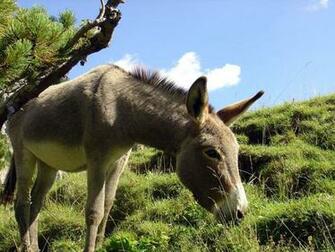 Donkey Wallpaper Fun Animals Wiki Videos Pictures
