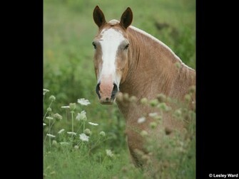 Draft Horse Desktop Wallpaper And Screensaver