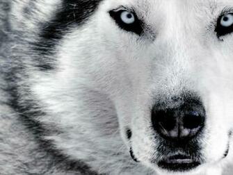Wallpaper Lobo D Efeitos Design