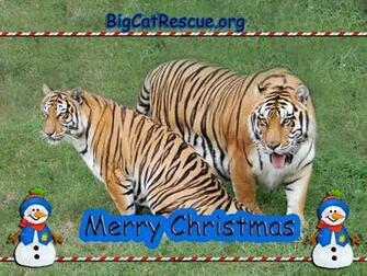 Christmas Cats Wallpaper