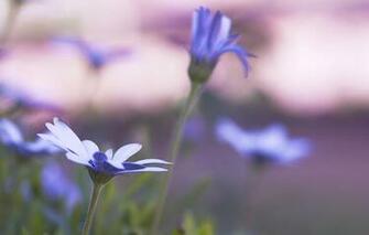 Posts Wallpaper And Screensavers Macro