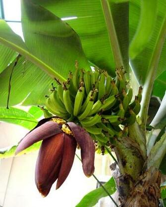 Banana Tree Pictures With Flower And