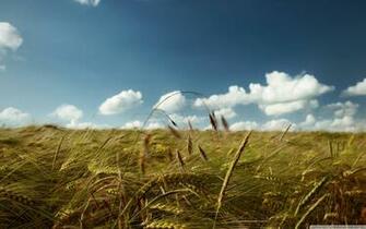 Summer Wind Desktop Pc And Mac Wallpaper