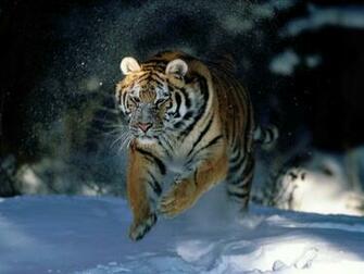 Animal Wallpaper Wild Facts Videos Animals Pictures