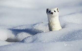 Stoat Wallpaper On