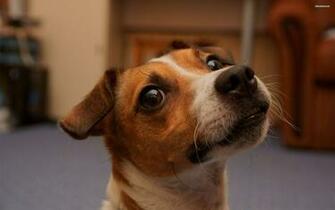 Jack Russell Terrier Wallpaper