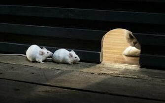 Funny Wallpaper With Cat And Mice HD Animals