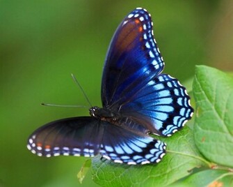 Butterfly Desktop Wallpaper Allfreshwallpaper