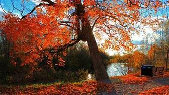 Wallpaper Autumn Park River Shop Landscape 4k