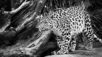 Black Leopard Wallpaper
