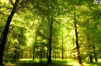 Green Oak Forest Wallpaper Wall Mural Muralswallpaper Co Uk