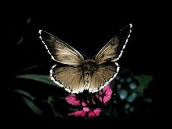 Beautiful Black And White Wallpaper HD By Whitemale1961 On