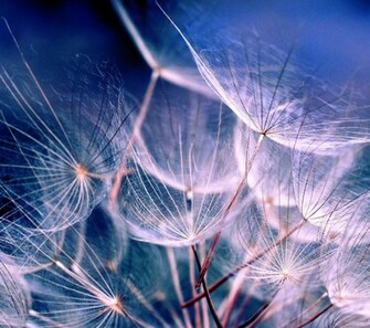 Dandelions Samsung Galaxy S4 Wallpaper HD