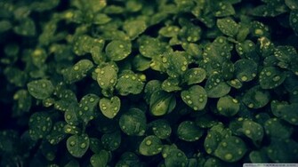Dark Green Plant Wallpaper