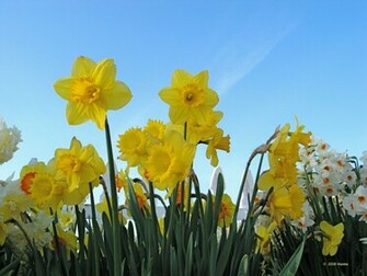 Daffodils Wallpaper