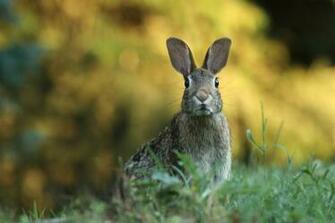 HD Wallpaper Of Cute Animals To Lighten Your Day