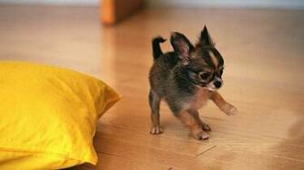 Cute Chihuahua Puppy Playing Desktop Pc And Mac Wallpaper