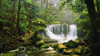 Australian Rainforest Wallpaper