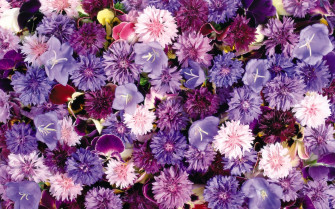 Purple Flower Pink Carnation Nature HD Wallpaper
