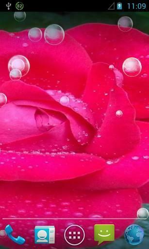 Bigger 3d Rose Live Wallpaper For Android Screenshot