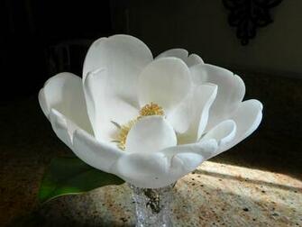 Wallpaper Magnolia Blossom