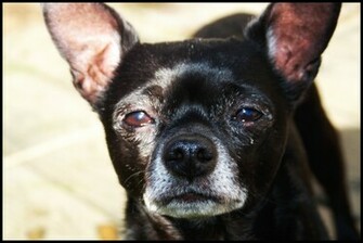 Black Chihuahua By Monkeycomics