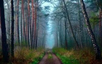 Morning Nature Spring Forest Road Haze Wallpaper