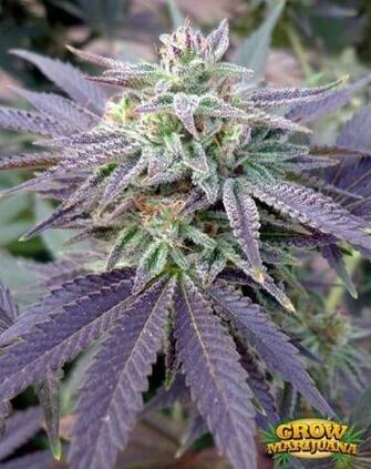 Purple Weed Smoke Wallpaper Cheese