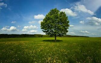 Lonely Tree Wallpaper Sky 3d For Desktop Pictures
